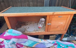 Netherland Dwarf rabbits for sale: 2 beautiful dwarf rabbits - Image 2