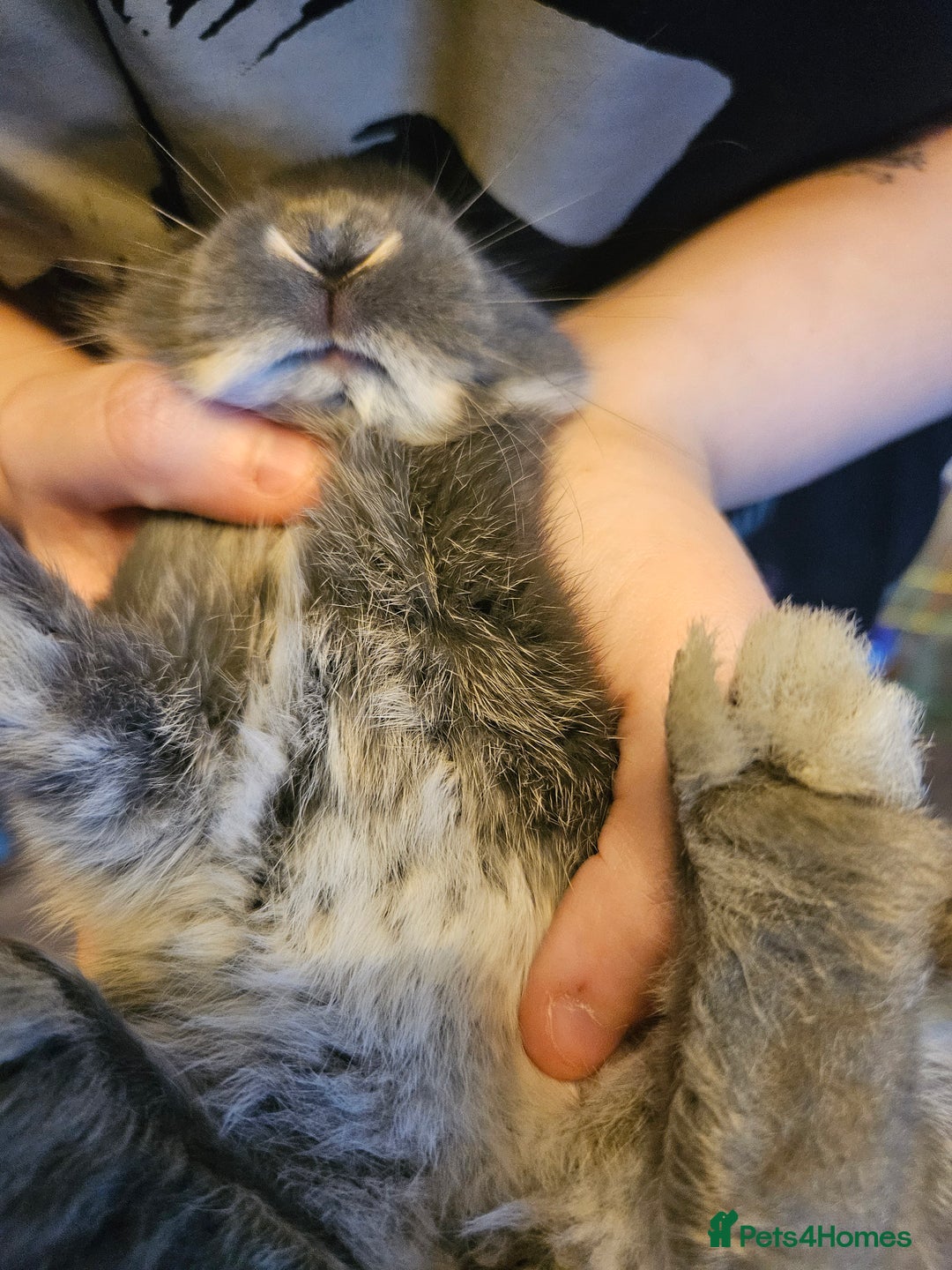 Mixed Breed rabbits for sale: 8 week old grey blue otter netherland dwarf x - Advert 24