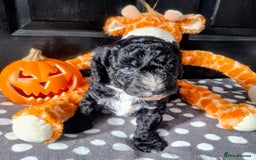 Cockapoo dogs for sale: Stunning cockapoo puppies  - Image 5