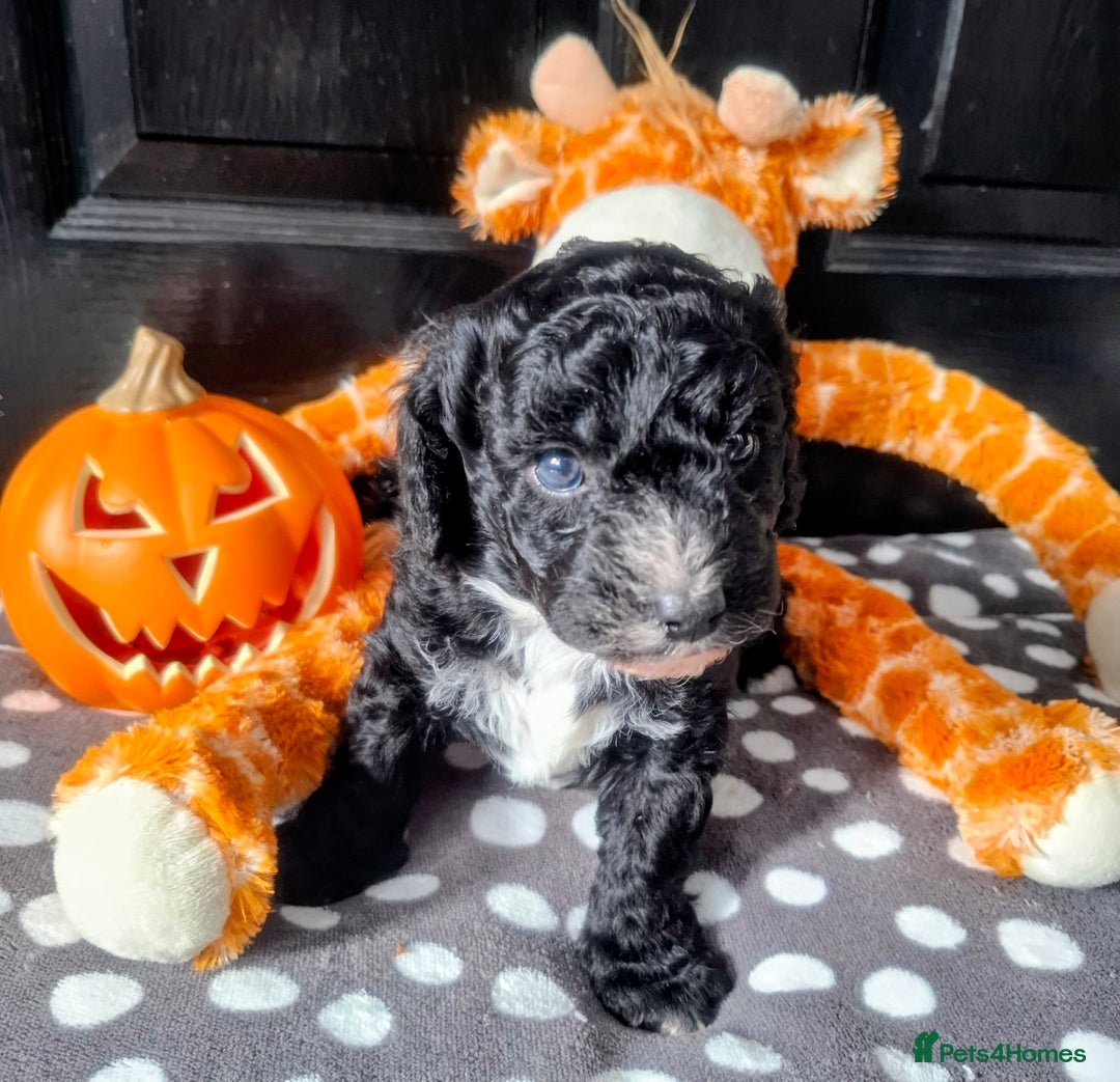 Cockapoo dogs for sale: Stunning cockapoo puppies  - Image 5