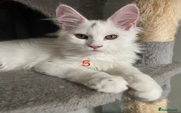 Maine Coon cats for sale: TICA Maine Coon Russian - Image 1