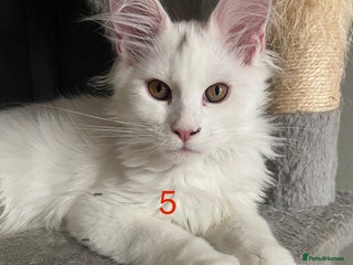 Maine Coon cats - Advert 13