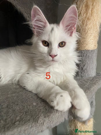 Maine Coon cats - Advert 4