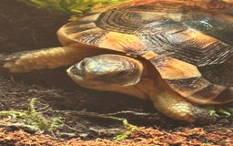Tortoise reptiles for sale: Kiki the marginated tortoise - Image 5
