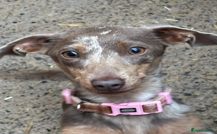 Mixed Breed dogs 5 beautiful chiweenies  - Advert 6