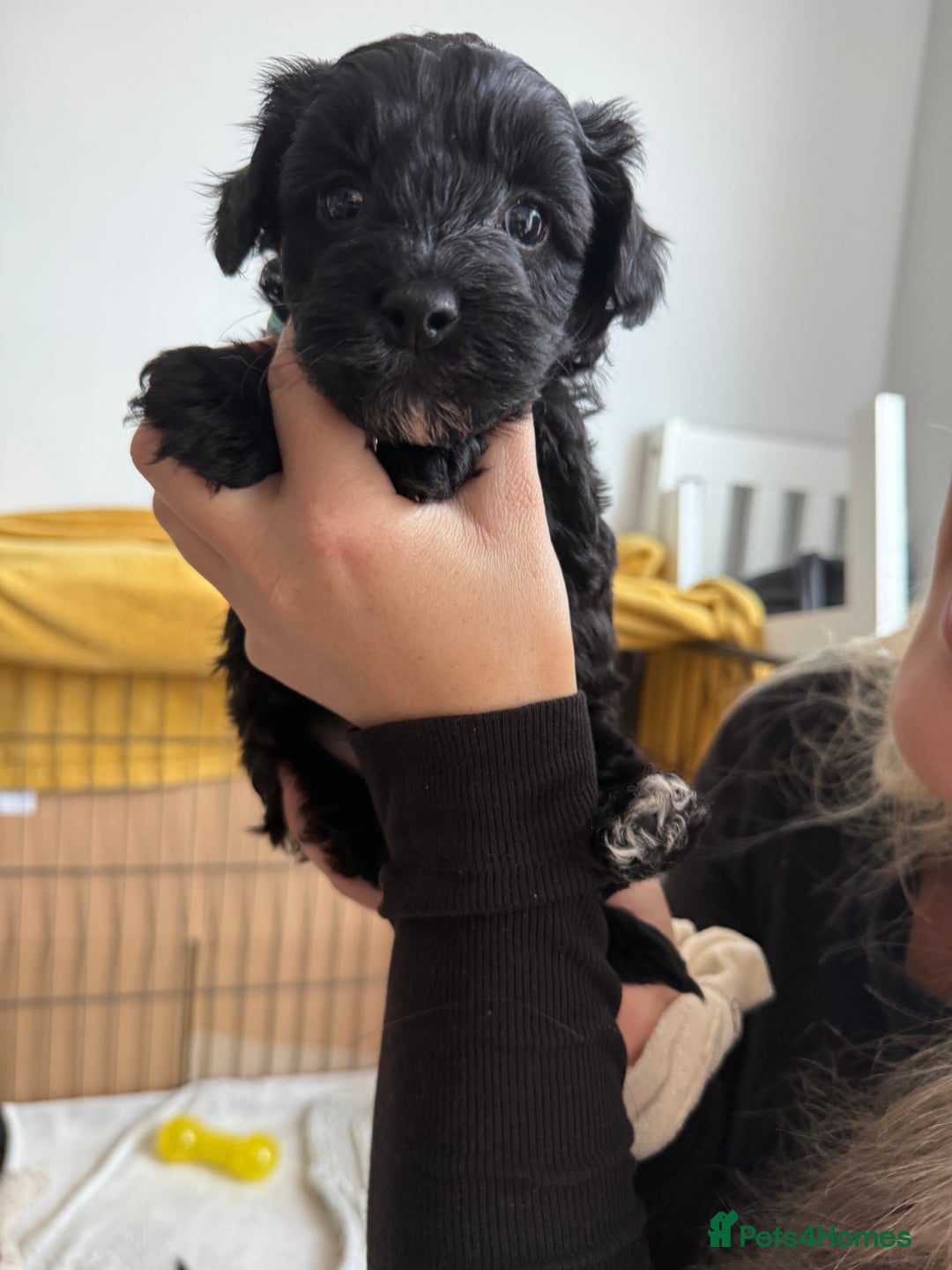 Mixed Breed dogs for sale: Beautiful havapoo’s READY TO GO 1 boy left - Advert 26