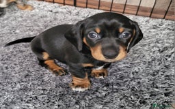 Miniature Dachshund dogs for sale: Miniature Dachshund puppies  - Image 11