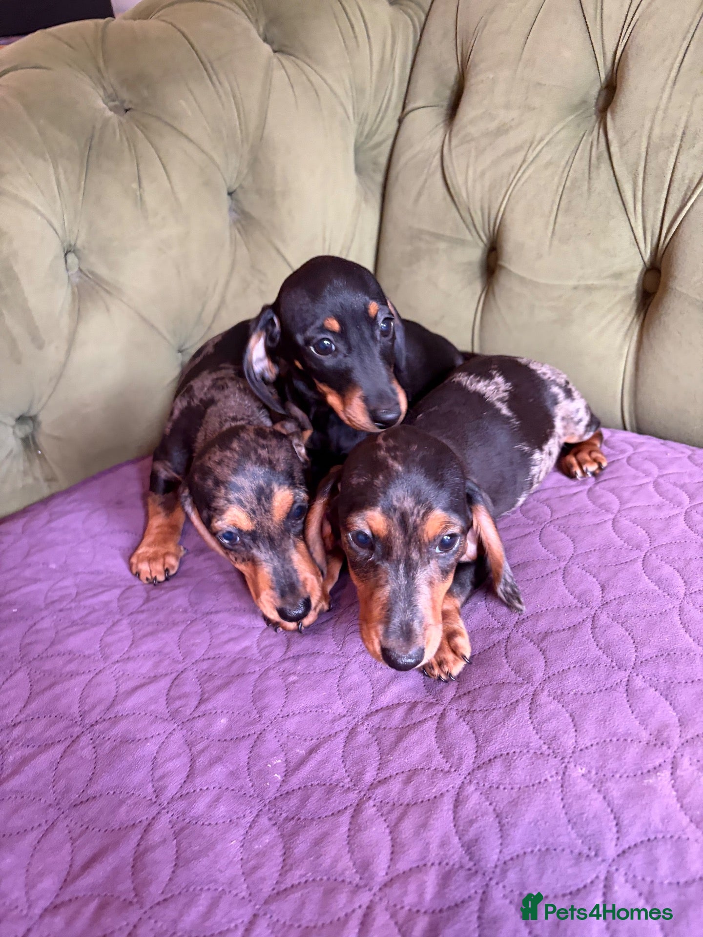 Miniature Dachshund dogs Mini sausage dogs. Family bred/health checked  - Advert 1