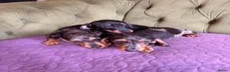 Miniature Dachshund dogs for sale: Mini sausage dogs. Family bred/health checked  - Advert 1
