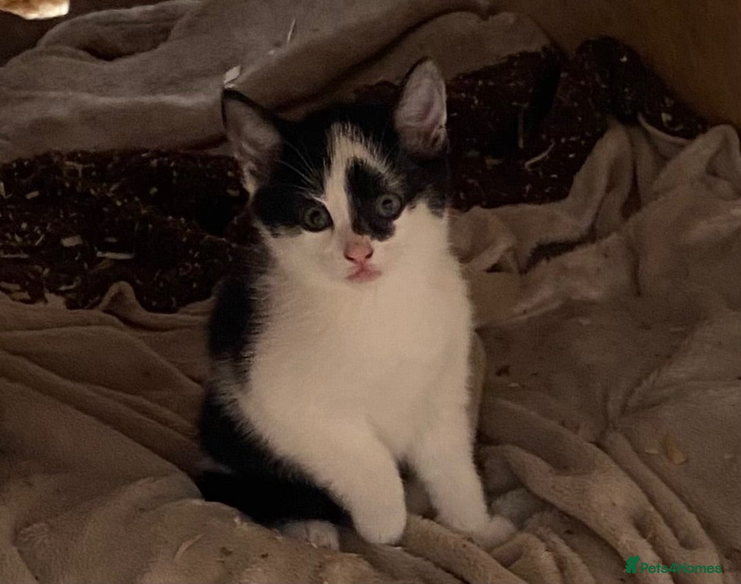 Mixed Breed cats Beautiful Kittens - Advert 12