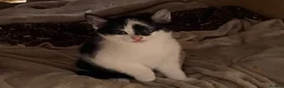 Mixed Breed cats for sale: Beautiful Kittens - Advert 7