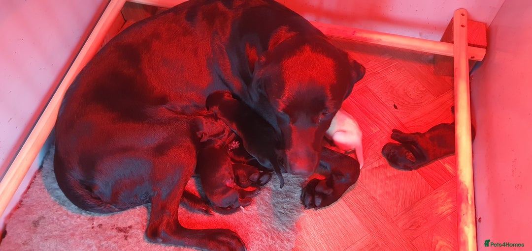 Labrador Retriever dogs for sale: Labrador puppies - Advert 5