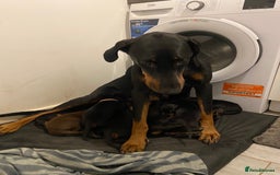 Dobermann dogs for sale: 9 KC Reg pedigree Doberman puppies - Image 5