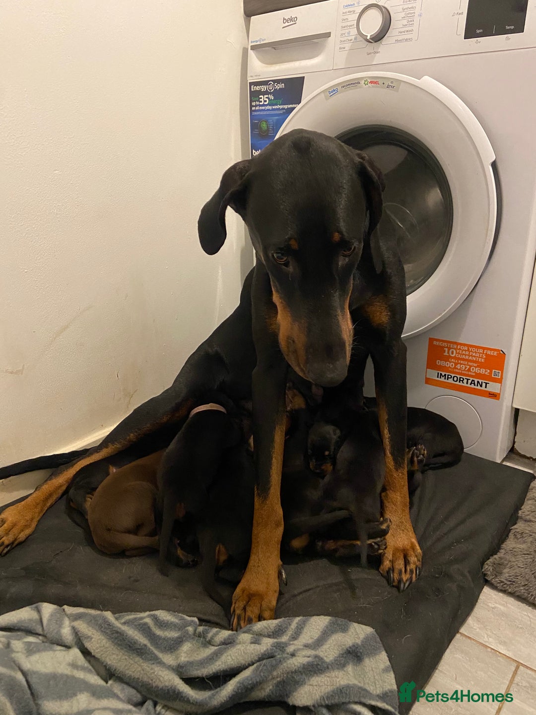 Dobermann dogs for sale: 9 KC Reg pedigree Doberman puppies - Image 5