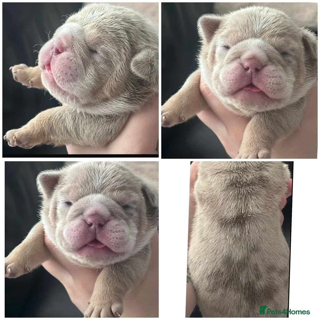 English Bulldog dogs for sale: Stunning kc registered English bulldogs  - Advert 5
