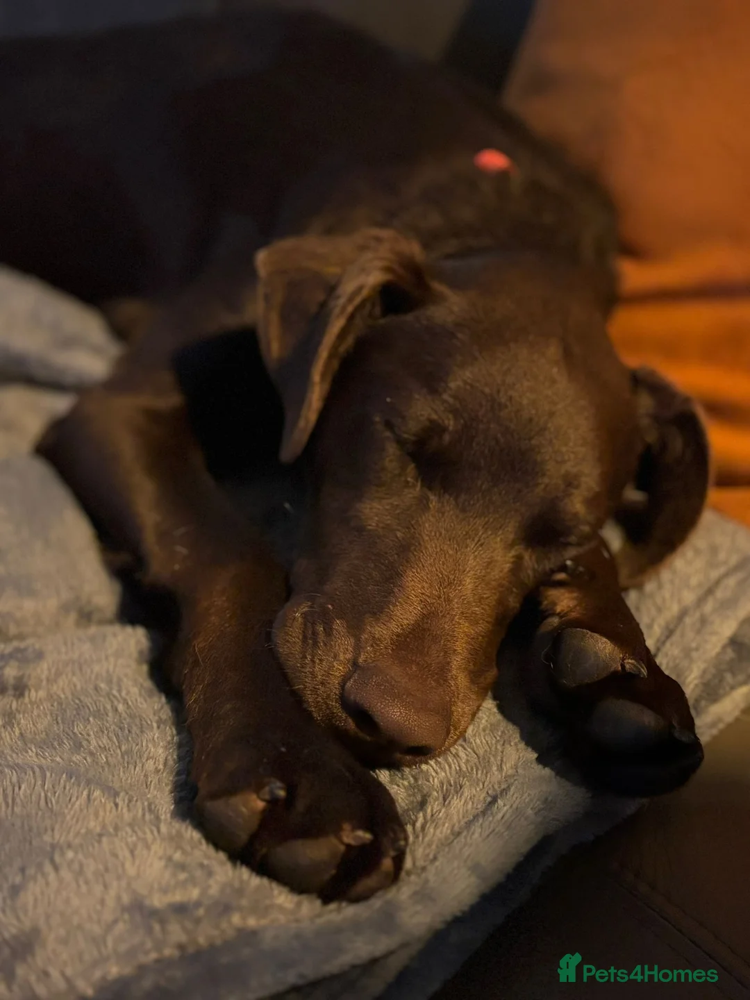 Mixed Breed dogs for sale: Lovely Buttons needs his family  - Advert 9