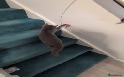 Domestic Shorthair cats for sale: 3 boys, 1 girl kittens  - Image 5