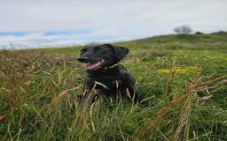 Mixed Breed dogs for adoption: 🐾Java sweet girl needs her forever home 🐾❤️ - Image 5
