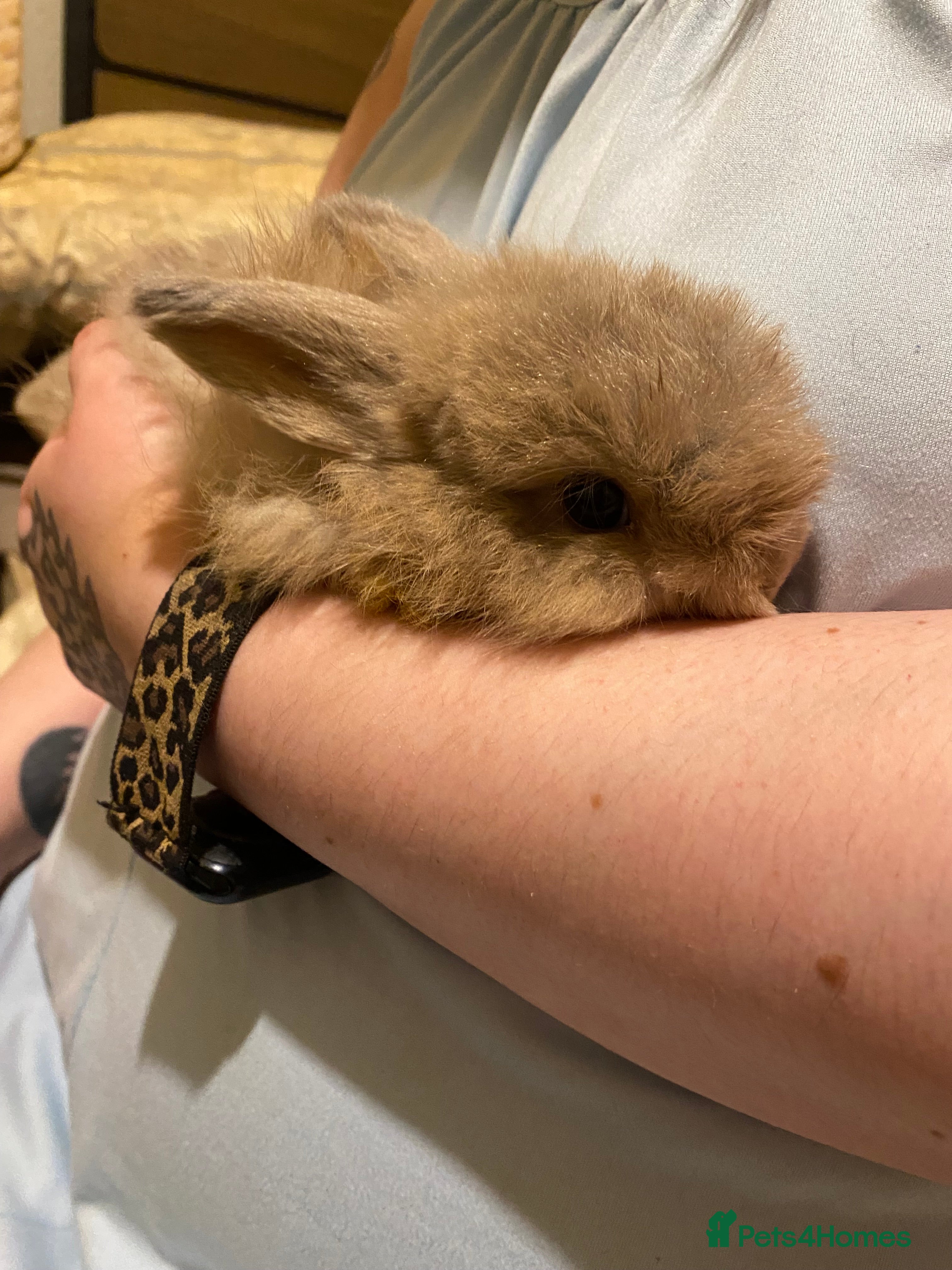 Netherland Dwarf rabbits Netherland Dwarf / Minilop Bunnies! - Advert 1