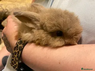 Netherland Dwarf rabbits Netherland Dwarf / Minilop Bunnies! - Advert 1