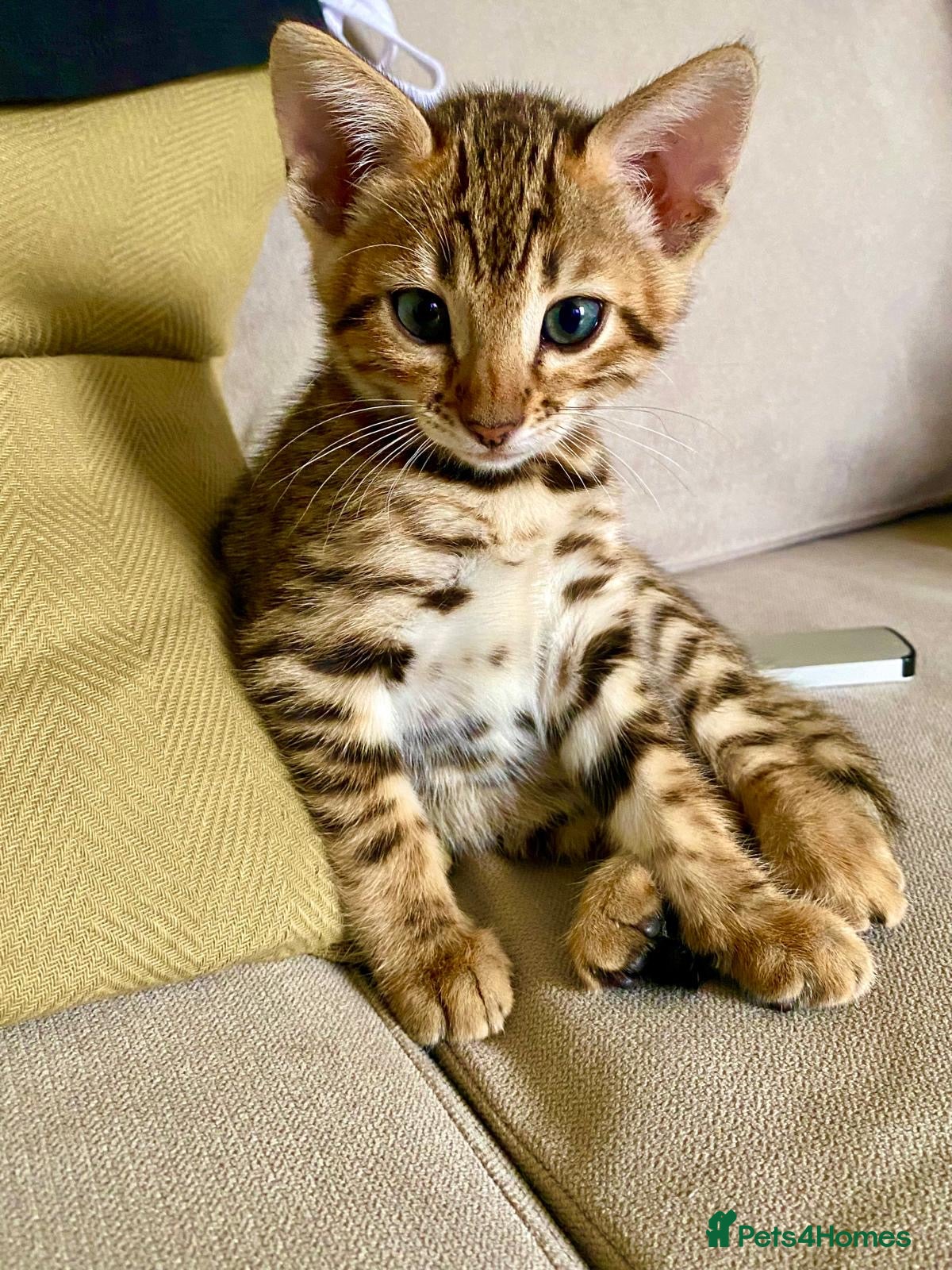 Bengal cats TICA registered Glitter Bengals  - Advert 2
