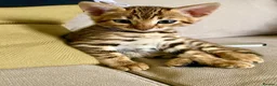 Bengal cats for sale: TICA registered Glitter Bengals  - Advert 3