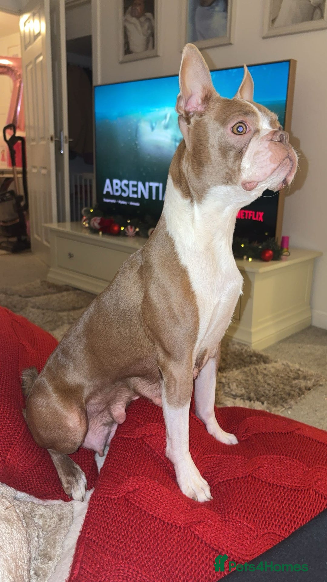 Boston Terrier dogs for sale: My last girl Boston terrier. Brindle and white  - Advert 5