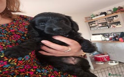 Cockapoo dogs for sale: Cockapoo pups for sale - Image 5