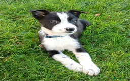 Border Collie dogs for sale: Border Collie pups for sale  - Image 6