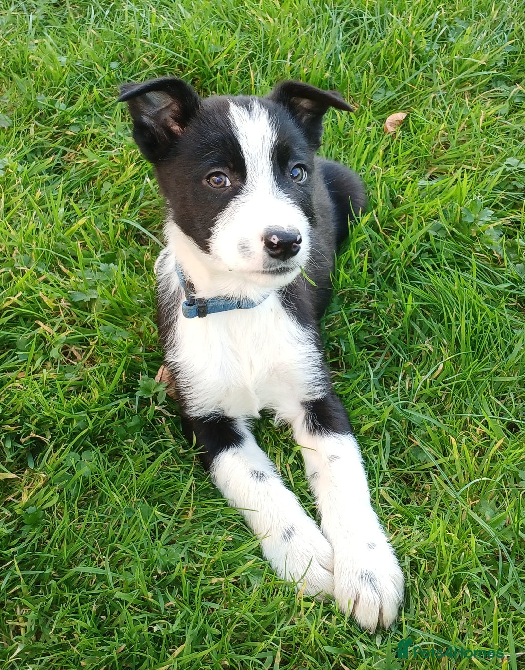 Border Collie dogs for sale: Border Collie pups for sale  - Image 6