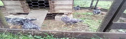 Hens poultry for sale:  Ancona pullets  - Advert 3