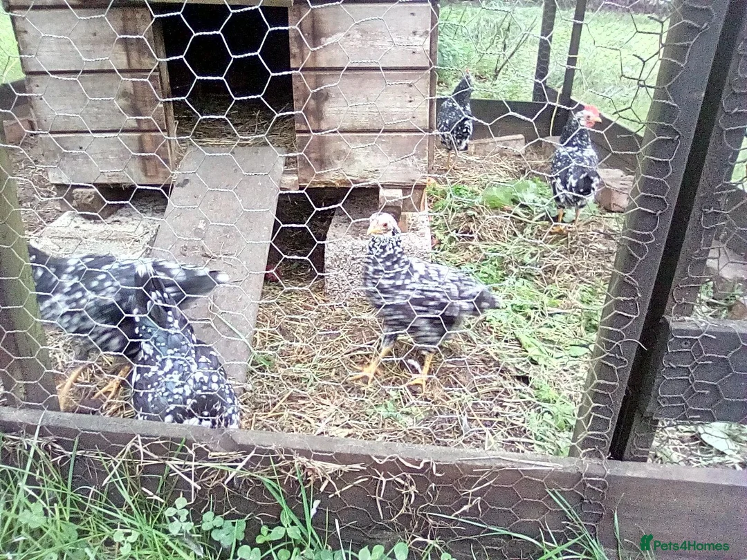 Hens poultry for sale:  Ancona pullets  - Advert 3
