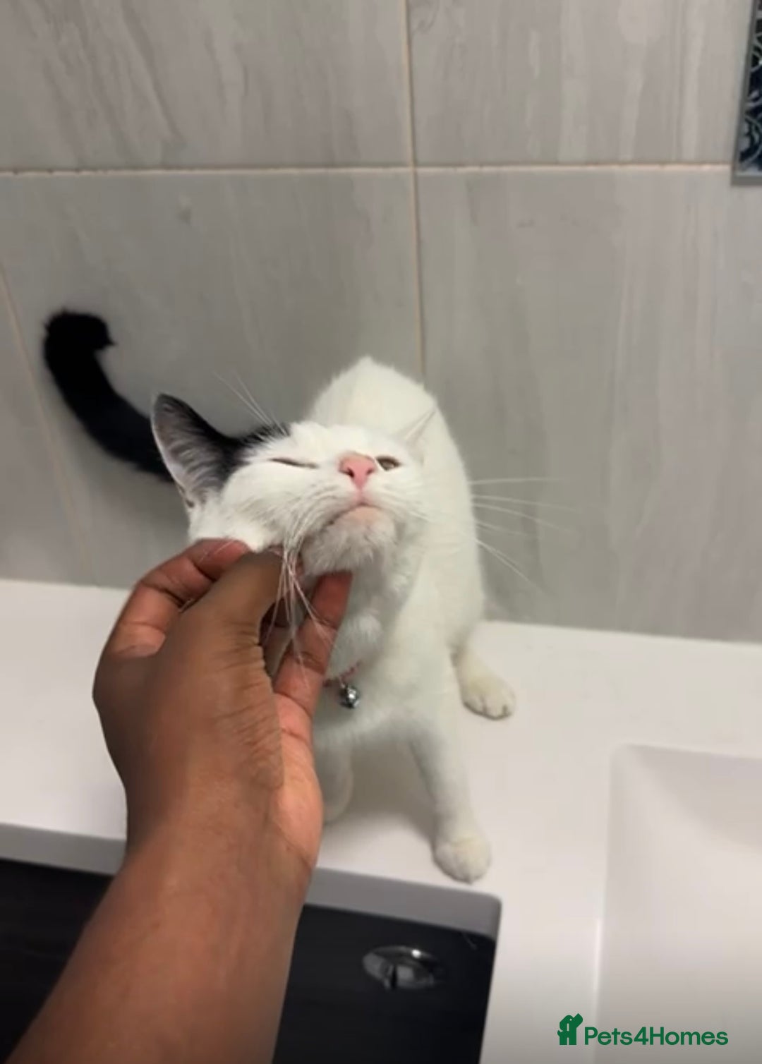 British Shorthair cats for sale: Beautiful Tabby kittens for sale - Advert 3