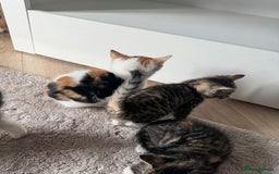 Mixed Breed cats for sale: Beautiful kittens  - Image 7