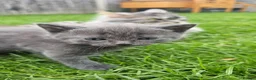Mixed Breed cats for sale: Mixed Gray British Shorthair kittens 🩶 - Advert 12