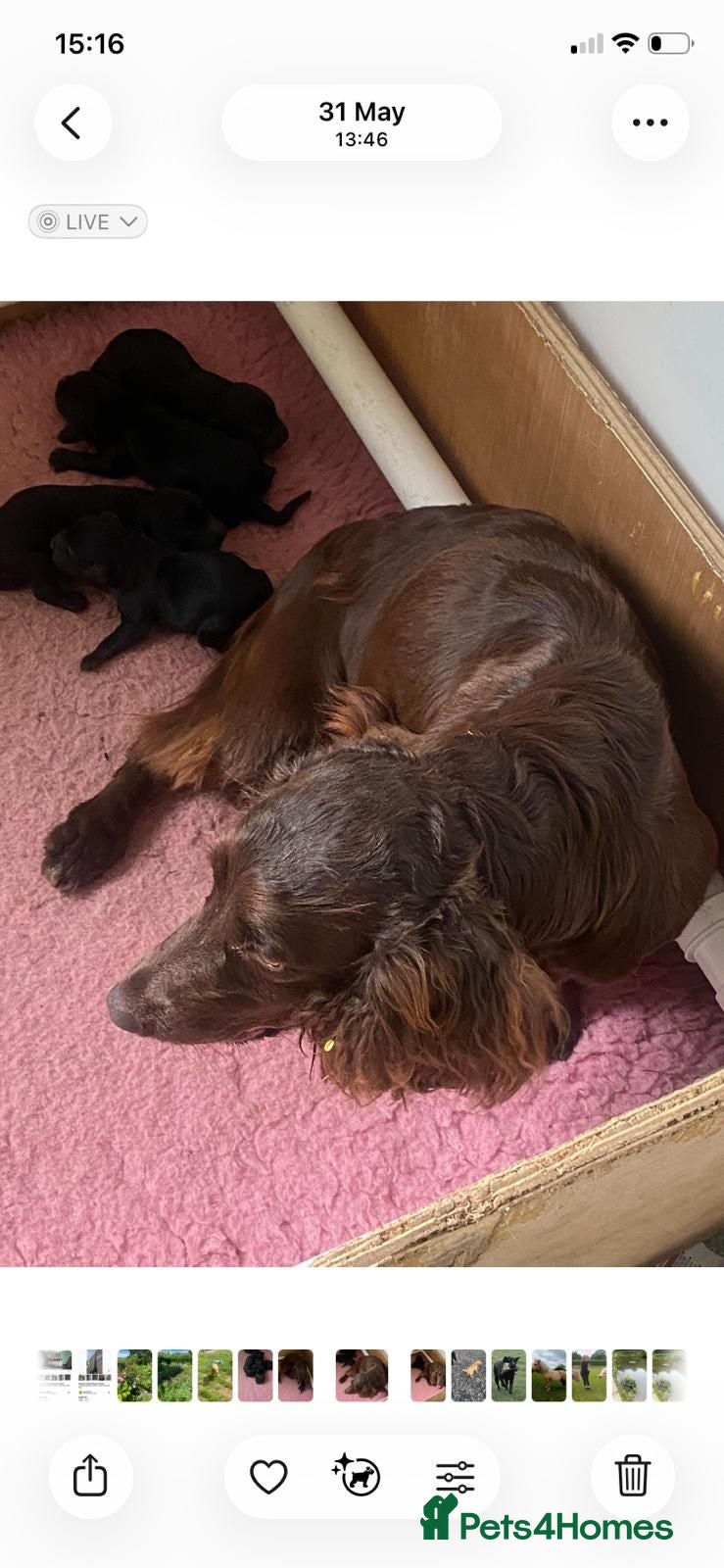 Cocker Spaniel dogs Quality Pupies - Advert 4