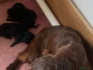 Cocker Spaniel dogs Quality Pupies - Advert 1