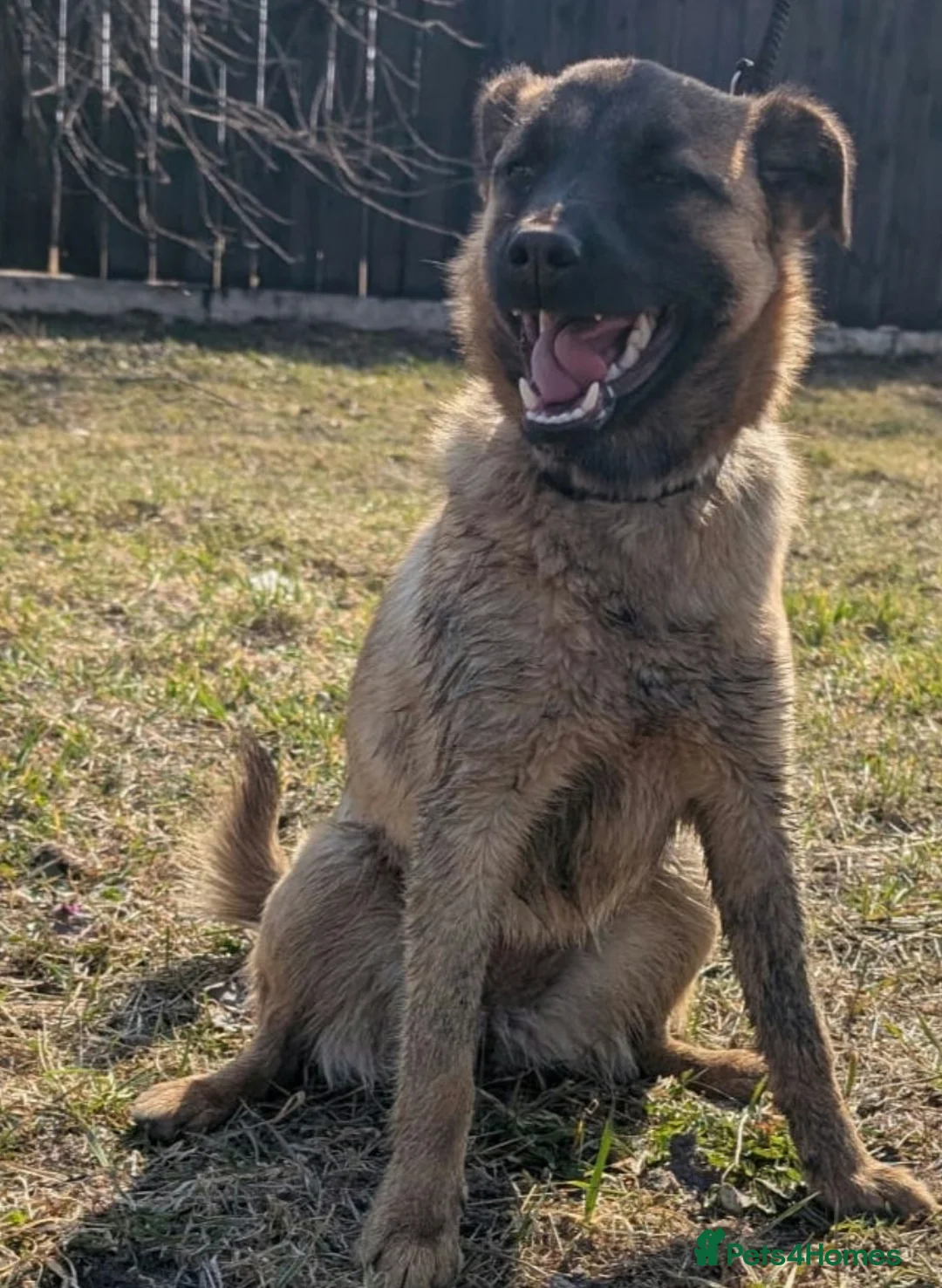 German Shepherd dogs for adoption: 🐾 DANA – Female German Shepherd 🐾 in West Malling - Advert 4