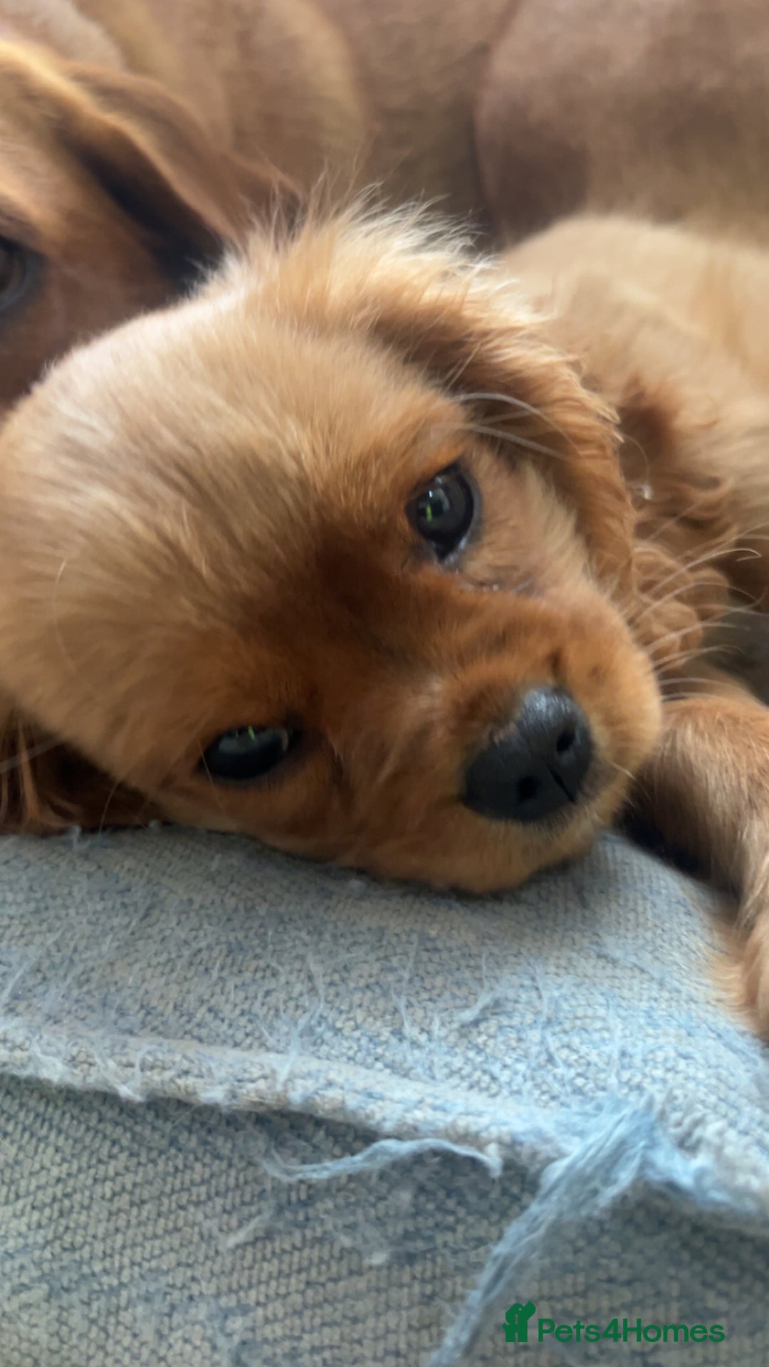 Cavalier King Charles Spaniel dogs for sale: KC cavalier King Charles dna clear  - Image 6
