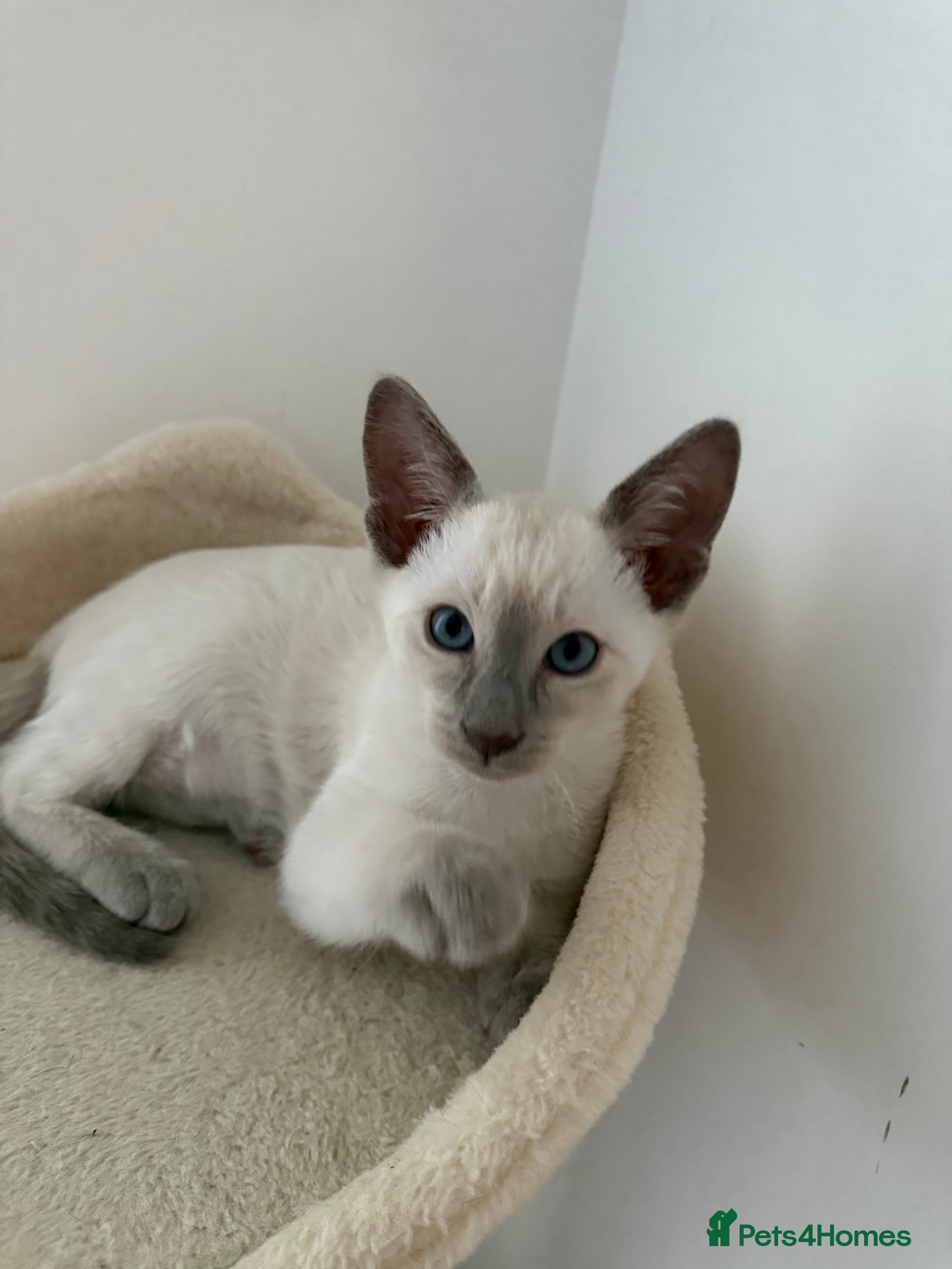 Siamese cats 5 Siamese kittens  - Advert 1