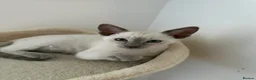 Siamese cats for sale: 5 Siamese kittens  - Advert 1