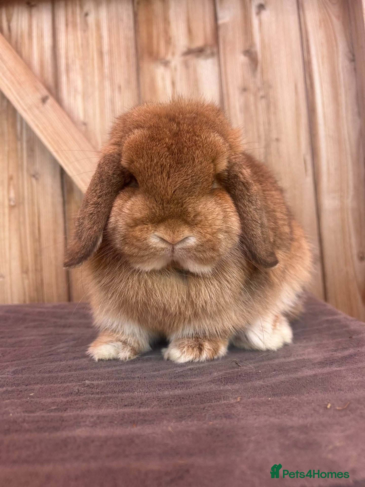 Mini Lop rabbits Vaccinated young adult mini lop doe’s - Advert 17