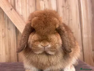 Mini Lop rabbits Vaccinated young adult mini lop doe’s - Advert 17