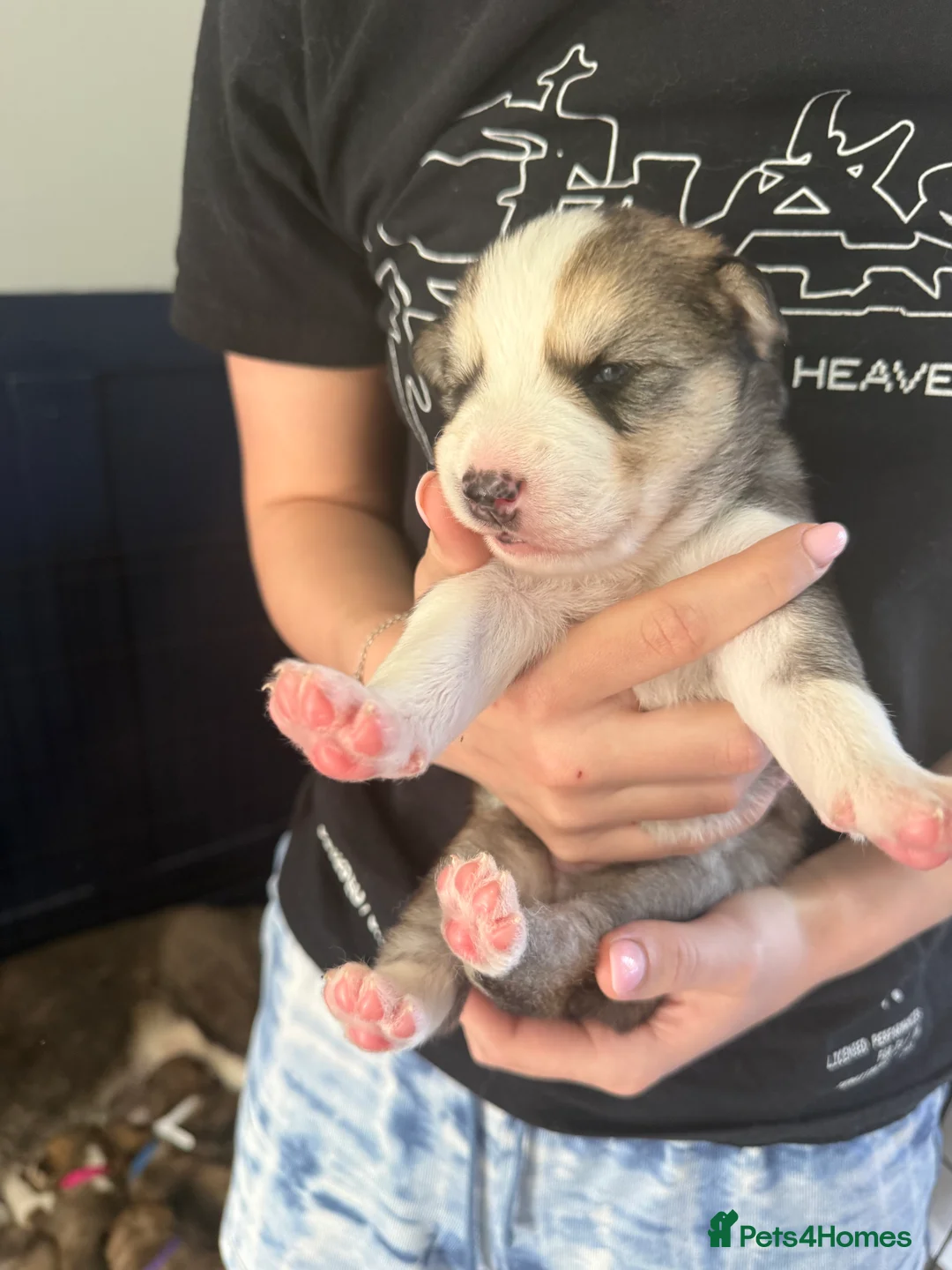 Siberian Husky dogs for sale: 6 Siberian Husky Puppies!! - Advert 2