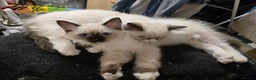 Ragdoll cats for sale: Gccf registered little Queens available 🥰 - Advert 8
