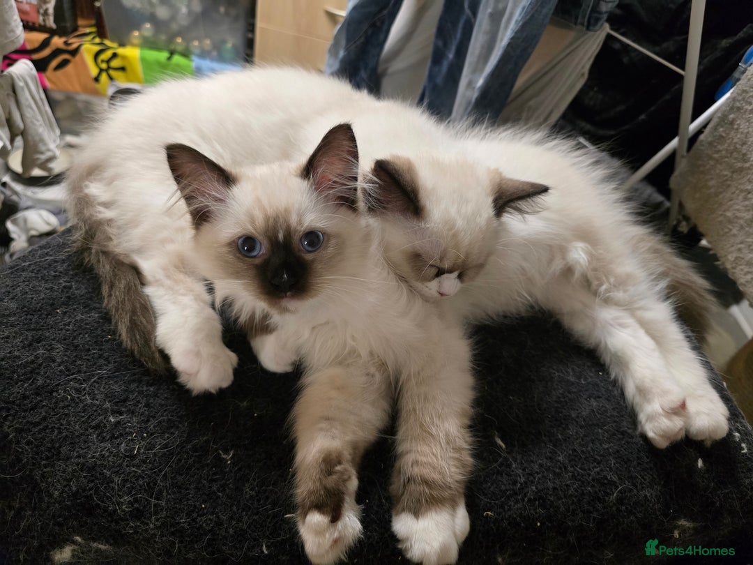 Ragdoll cats for sale: Gccf registered little Queens available 🥰 - Advert 8