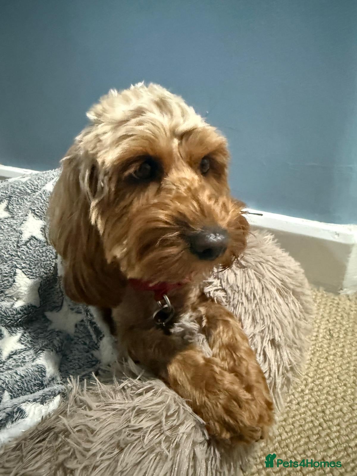 Cockapoo dogs Cockapoo 2 years old - Advert 2