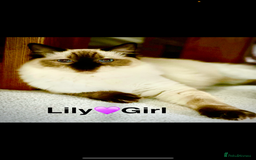 Ragdoll cats for sale: Lovely Ragdoll looking for lovely family - Advert 27