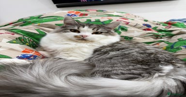 Munchkin cats - Advert 3