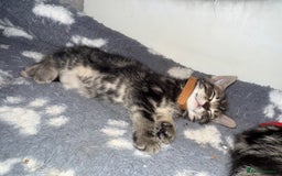 Mixed Breed cats for sale: Beautiful Kittens for sale!  - Image 11